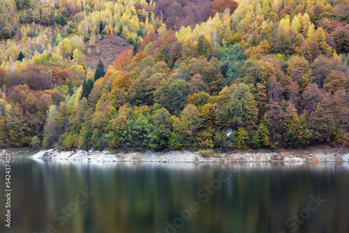Fototapeta Naklejka Na Ścianę i Meble -  Autumn landscape, birch forest reflection in lake