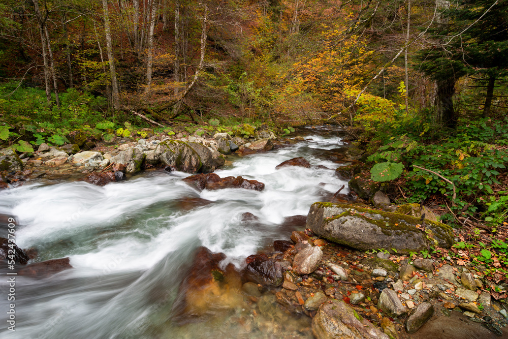 Mountain river flowing in a deep forest Mountain river flowing in a deep forest