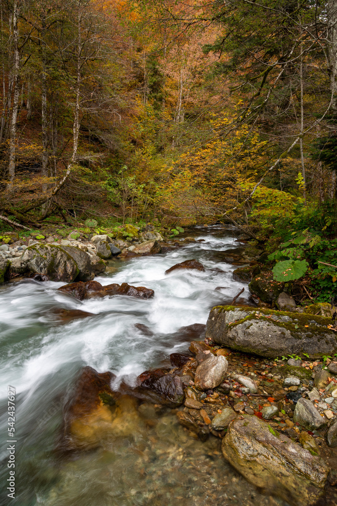 Obraz premium Mountain river flowing in a deep forest