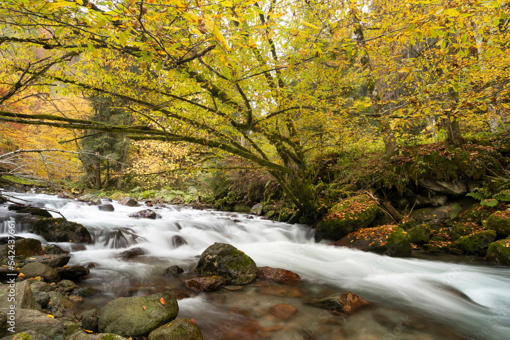 Mountain river flowing in a deep forest