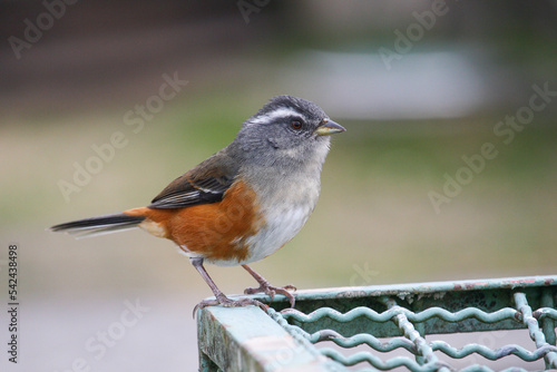 Gray-throated Warbling-Finch (Microspingus lateralis)