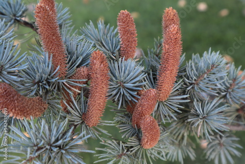 Young shoots grow on a branch of a coniferous tree.