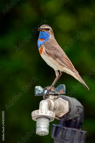 Bluethroat bird sits on a water tap. Close-up.