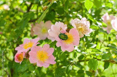 May green beetle on a wild rose flower