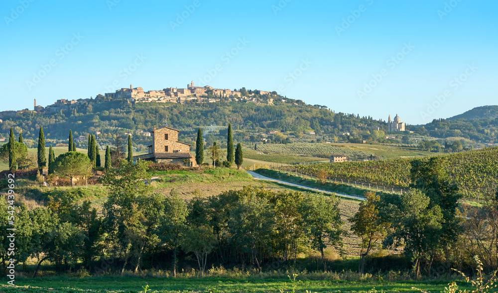 tuscan Landscape with cypress and olive trees and city of Montepulcian in background tuscan Landscape with cypress and olive trees and city of Montepulcian in background