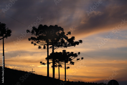 Quadro su tela Sunset in the Araucaria forest