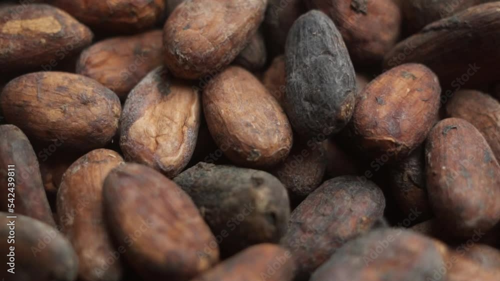 Dry cacao beans. close up. slow motion Dry cacao beans. close up. slow motion