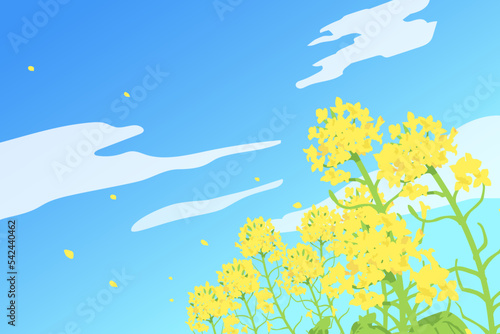 Canola flowers and blue sky