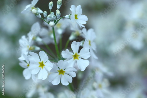 仏閣の装飾九輪に似た花