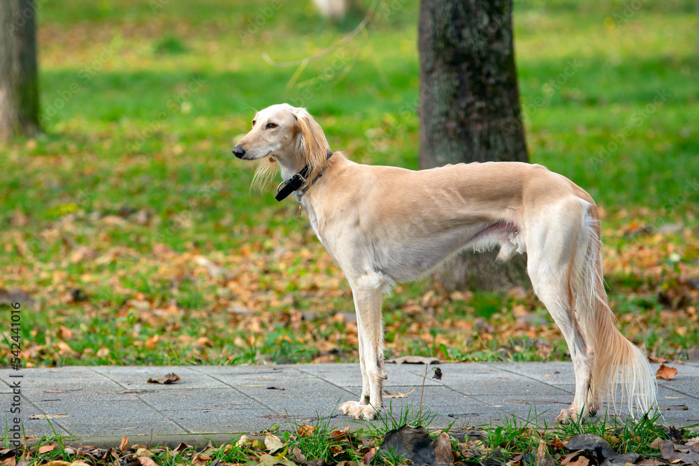Russian greyhound is a Russian breed of hunting dogs. Close-up on the background of the autumn park.

