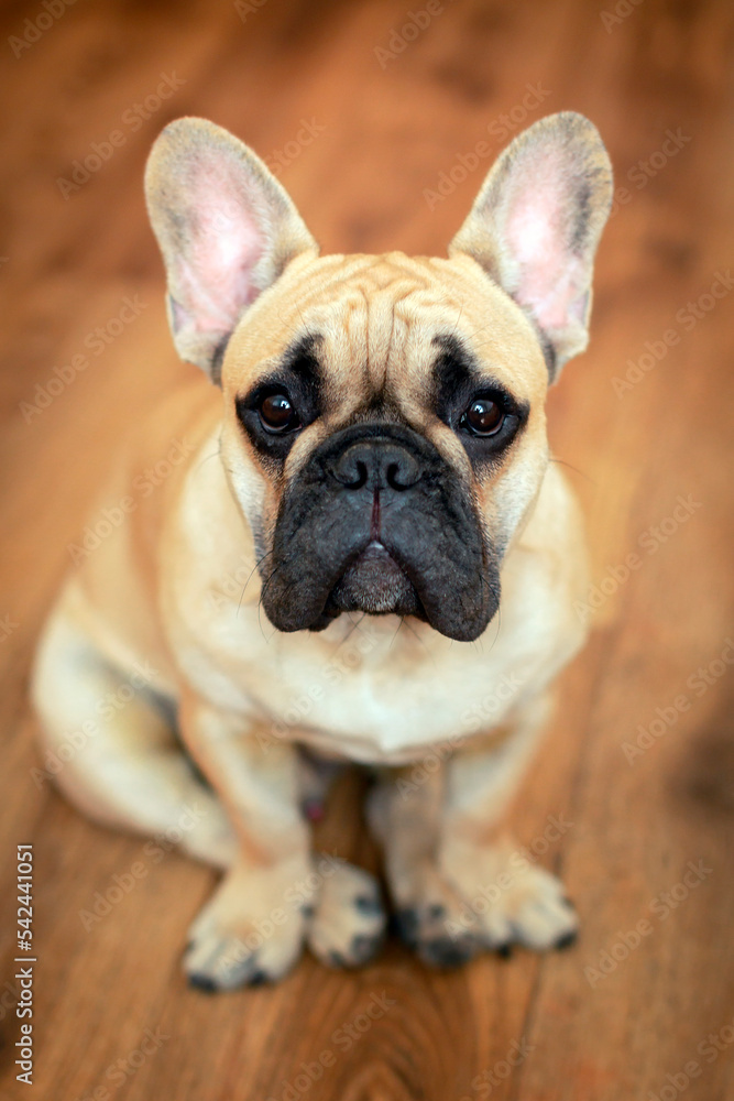 Close-up portrait of a French bulldog dog on a background of parquet..
