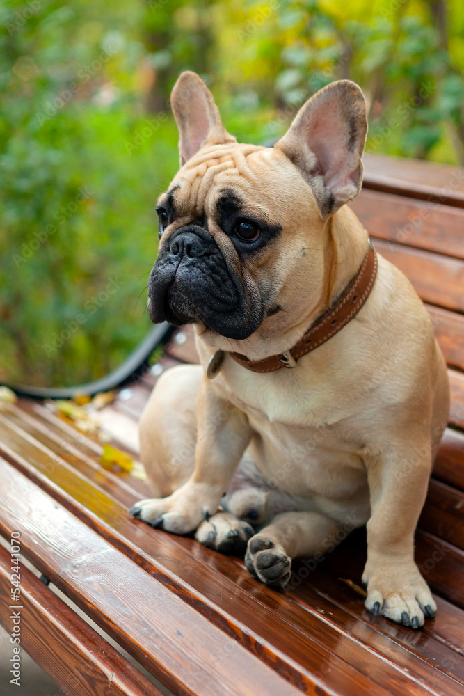 French bulldog sits on a park bench. Close-up.