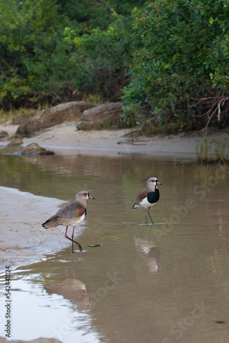 Southern Lapwings nearby a river