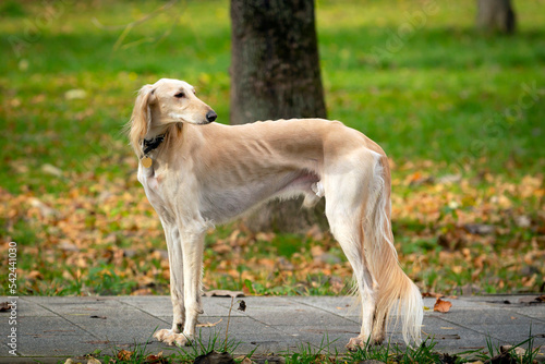 Russian greyhound is a Russian breed of hunting dogs. Close-up on the background of the autumn park. 