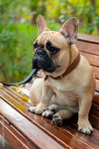 French bulldog sits on a park bench. Close-up. © Andrey