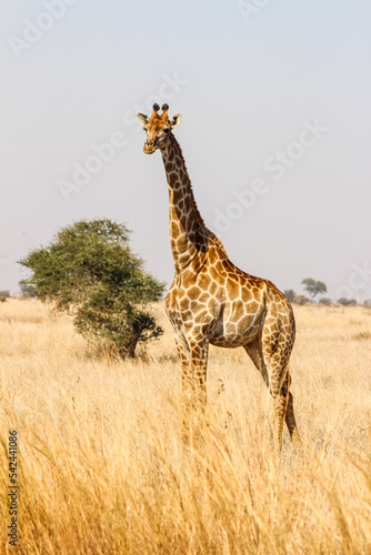 Single giraffe looking in Kruger Park savanna