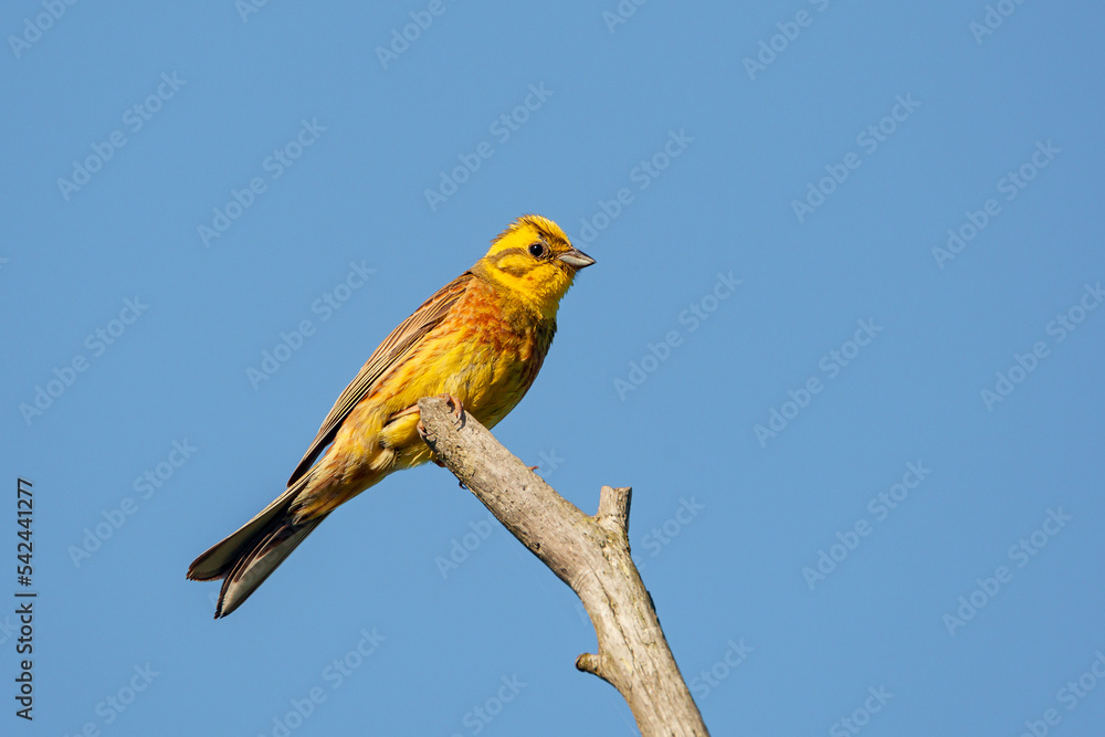 Yellowhammer (Emberiza citrinella) sitting on a branch. Yellowhammer (Emberiza citrinella) sitting on a branch.
