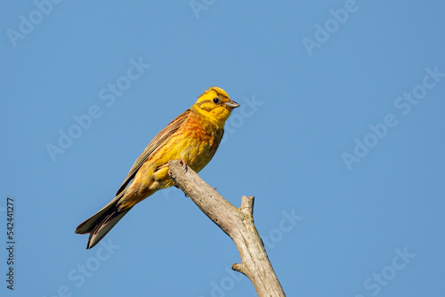 Yellowhammer (Emberiza citrinella) sitting on a branch. © Andrey