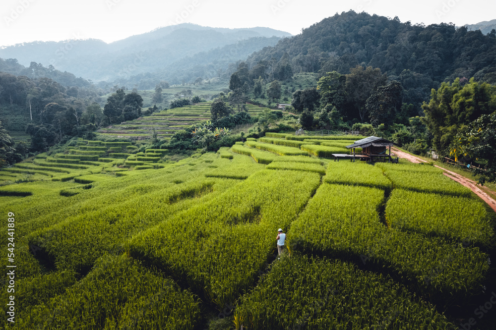 rice field in the morning in asia rice field in the morning in asia