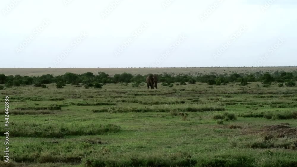 Hand-held shot of a singular male elephant walking alone through the Ol Pejeta Park Hand-held shot of a singular male elephant walking alone through the Ol Pejeta Park
