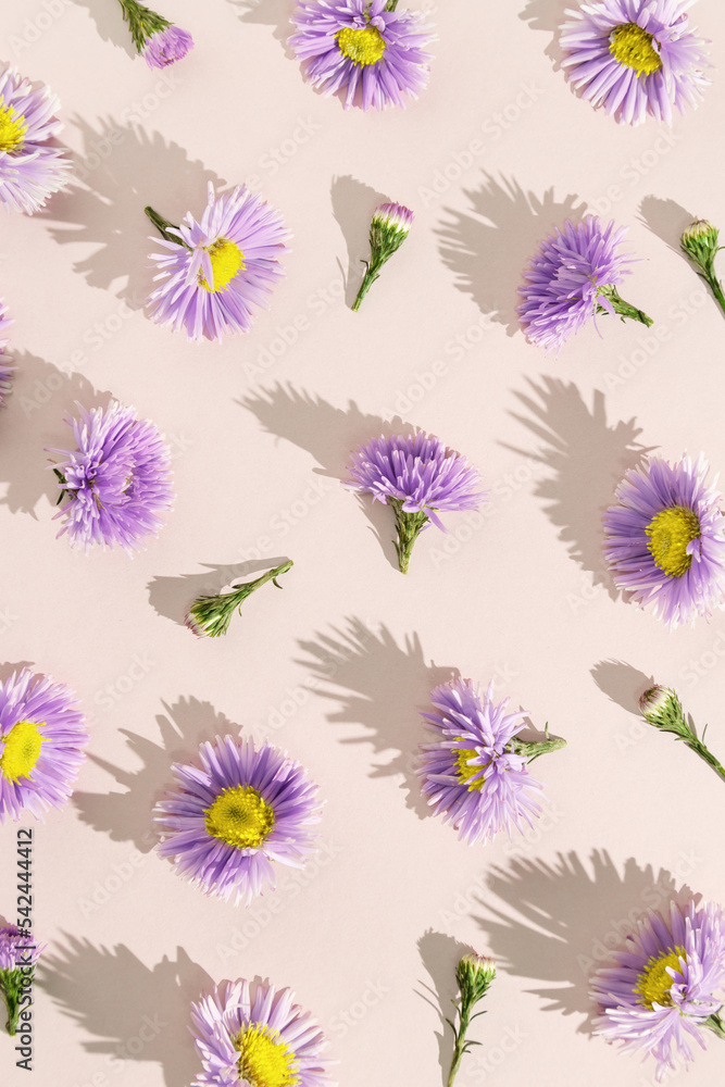 Minimal trend pattern of autumn lilac blue flowers. Flower bushy aster, summer garden plants. Floral background of blossoms with shadows at sunlight on beige paper background. Nature flowery