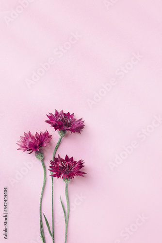 Minimal flat lay of summer pink flowers on pink background. Flower of cornflower. Summer flowery flat lay of cornflower blossom with beautiful light and shadow Aesthetic monochrome top view