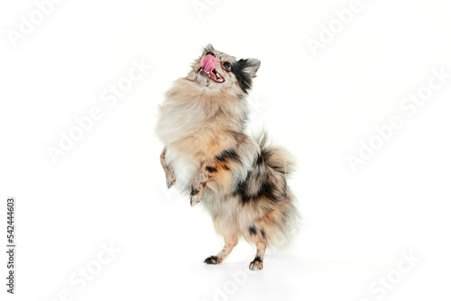 Portrait of cute small dog, Pomeranian spitz cheerfully standing on hind legs isolated over white background © Lustre