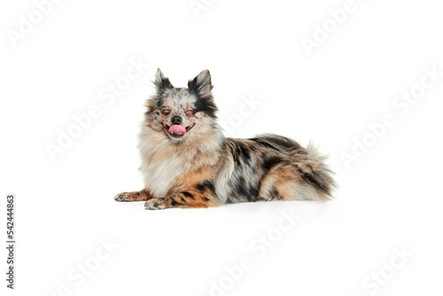 Portrait of cute small dog, Pomeranian spitz isolated over white background. Sleepy mood