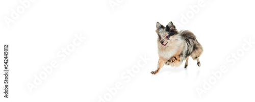 Portrait of cute small dog, Pomeranian spitz playfully running isolated over white background. Flyer