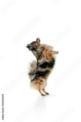 Portrait of cute small dog, Pomeranian spitz standing on hind legs, dancing isolated over white background. © Lustre