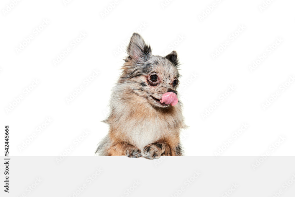 Obraz premium Portrait of cute small dog, Pomeranian spitz posing with tongue sticking out isolated over white background.