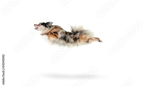 Portrait of cute, funny, small dog, Pomeranian spitz jumping in a run isolated over white background. Flying high