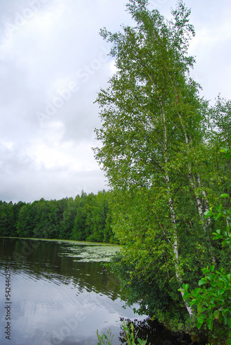 Lake in summer. A lake surrounded by forest. Birch grows on the shore of the lake. Peat lake. Ripples on the water. Large volume clouds over the water. Cloudy. Natural landscape.
