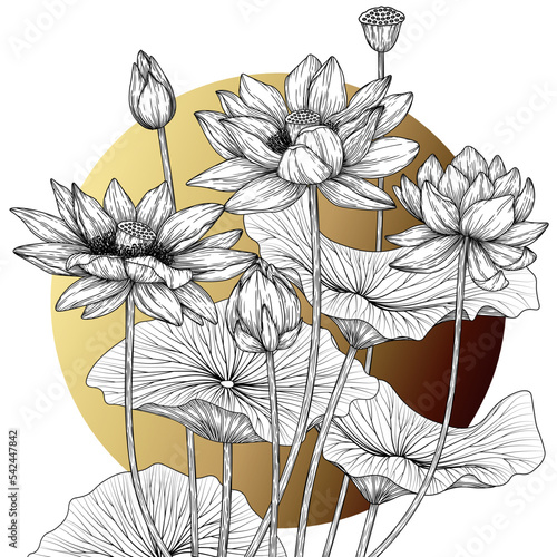 Vector illustration of lotus bush in engraving style