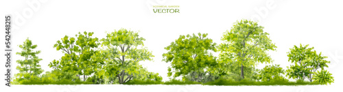 Vector watercolor of tree side view isolated on white background for landscape and architecture drawing, elements for environment and garden, painting botanical for section and elevation 