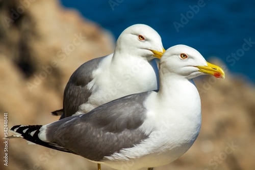 Billede på lærred Closeup shot of two seagulls in Costa Brava, Catalonia, Spain