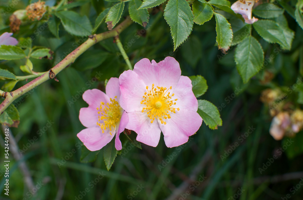 Beautiful rosehip flower closeup, leavs and flowers Beautiful rosehip flower closeup, leavs and flowers