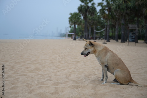 Short-haired stray dog ​​sitting in sand during day during hot days The male dog was breathless and opened his mouth until he saw a pink tongue and white fangs for cool off while sitting in the sand.