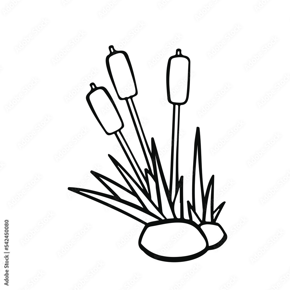 cartoon reeds line, thicket vector illustration cartoon reeds line, thicket vector illustration