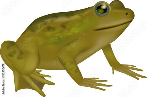 Frog life biology science educative poster. Realistic drawing frog illustration for the encyclopedia