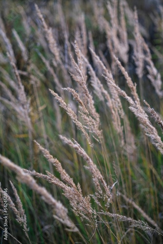 Vertical closeup of reed grass in the field.