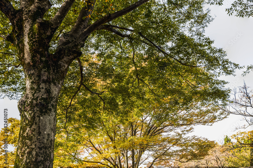 Fototapeta premium 樹木公園 秋の風景