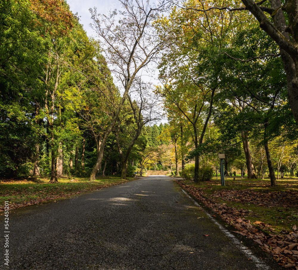 樹木公園の小路 樹木公園の小路