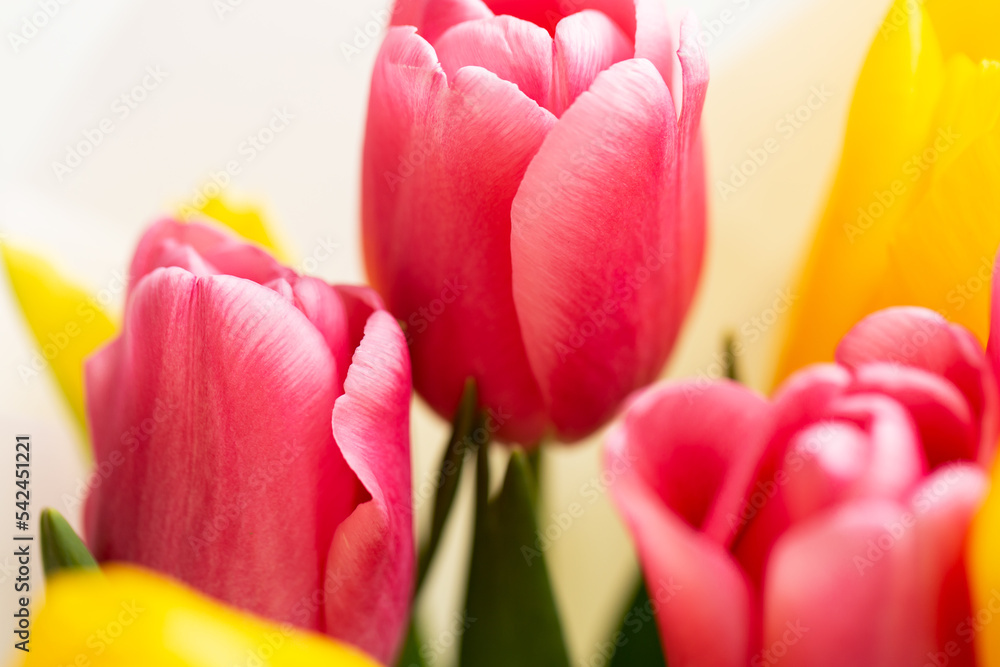 Yellow and pink tulip buds.