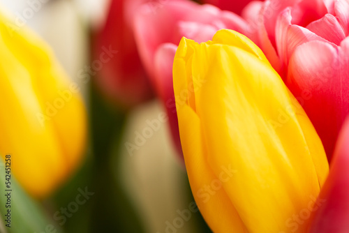 Yellow and pink tulip buds.