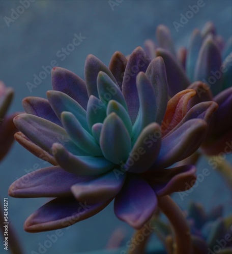 Abstract neon succulent, macro plant nature background with artistic floral detail.  Creative beauty concept, organic lifestyle theme. 