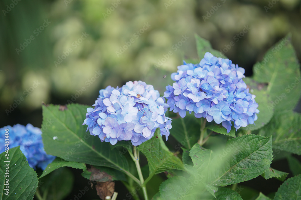 blue purple hydrangea flower in the garden blue purple hydrangea flower in the garden
