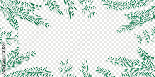 christmas winter background fir branches isolated transparent