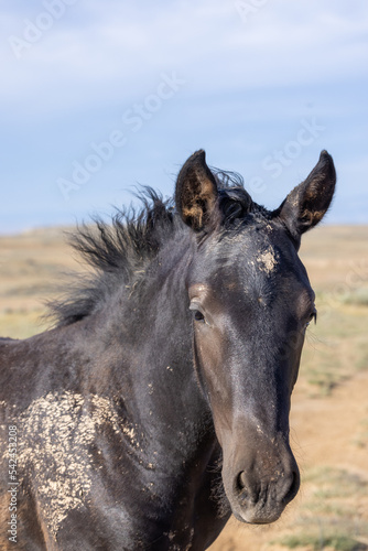 Beautiful Wild Horse in Summer in the Wyoming Desert © natureguy