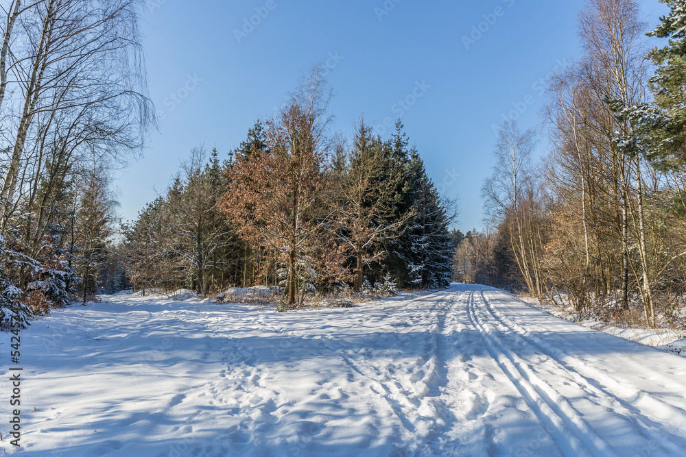 snowy nature in the cold season